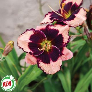 Jane Trimmer Daylily Thumbnail